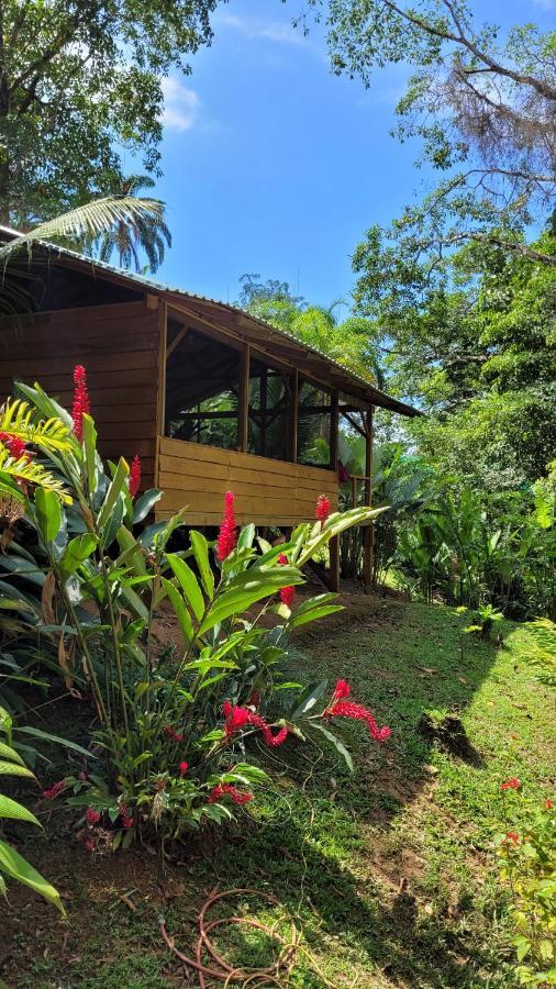 Private Jungle “Loft Del Rio” River Access Uvita Exteriör bild